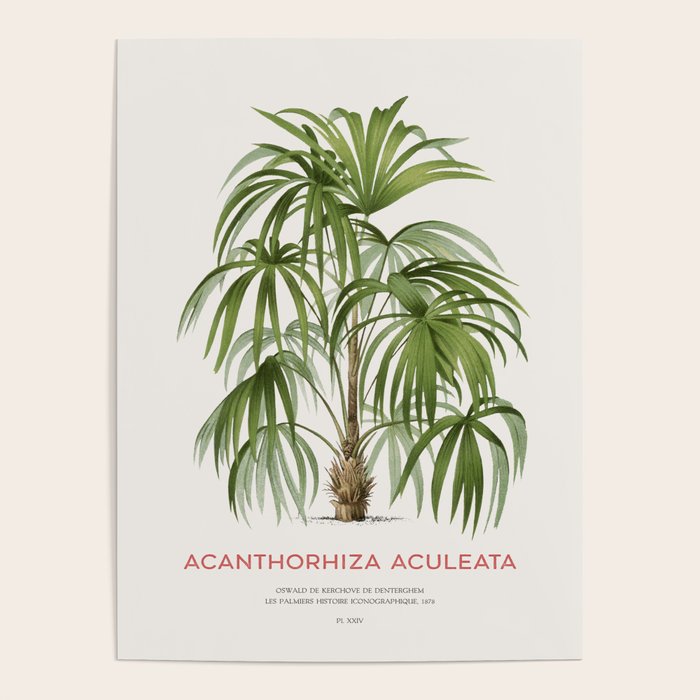 Cryosophila palm tree Poster Gallery Image 4