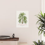 Cryosophila palm tree Poster Gallery Image 2