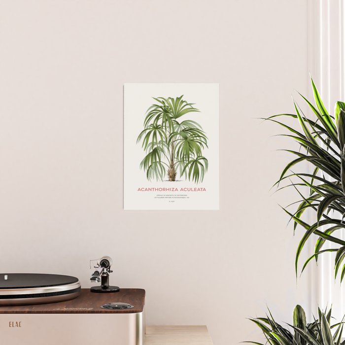 Cryosophila palm tree Poster Gallery Image 2