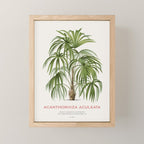Cryosophila palm tree Mini Art Print Gallery Image 1