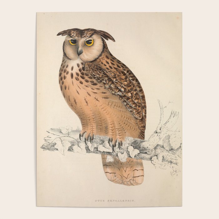 Rock eagle-owl by Elizabeth Gould from "A Century of Birds from the Himalaya Mountains," 1831 Poster Gallery Image 4
