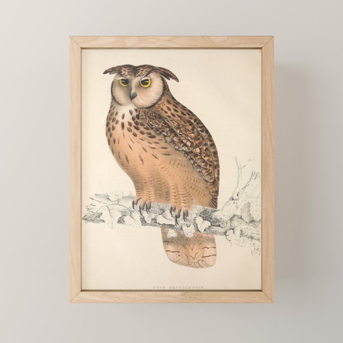 Rock eagle-owl by Elizabeth Gould from "A Century of Birds from the Himalaya Mountains," 1831 Mini Art Print Gallery Image 1