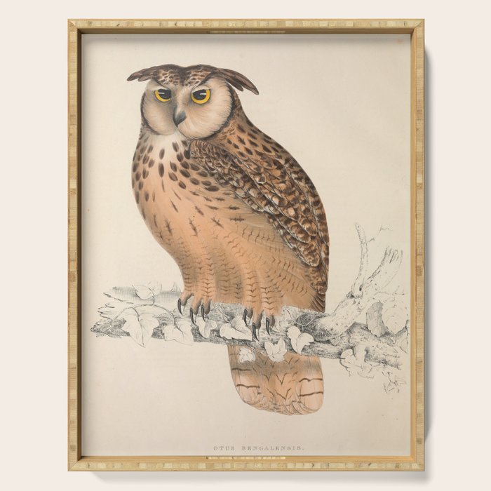 Rock eagle-owl by Elizabeth Gould from "A Century of Birds from the Himalaya Mountains," 1831 Serving Tray Gallery Image 1