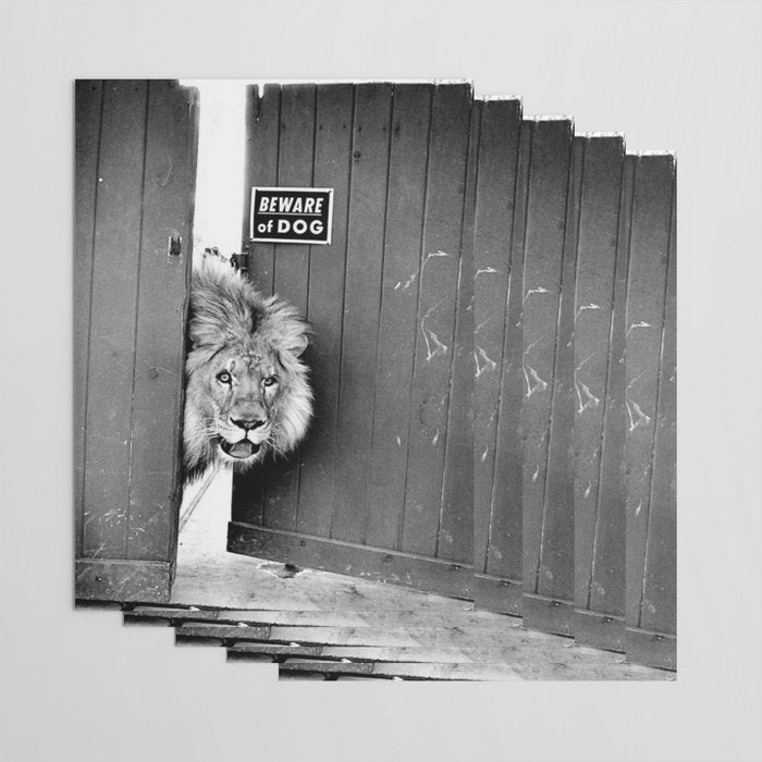 Beware of Dog black and white photograph of attack lion humorous black and white photography Wrapping Paper Gallery Image 3