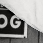 Beware of Dog black and white photograph of attack lion humorous black and white photography Comforter Gallery Image 4