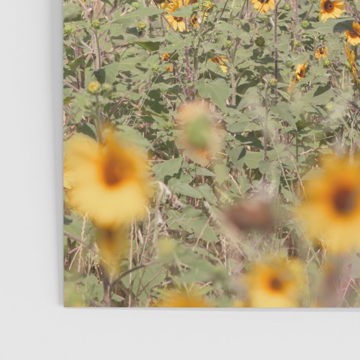 Texas Sunflower Field Poster Gallery Image 3