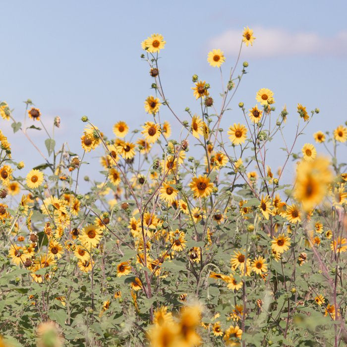 Texas Sunflower Field Coffee Mug Gallery Image 2