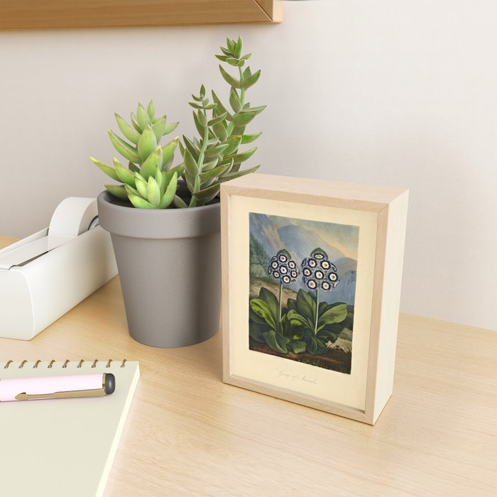 Auriculas from "The Temple of Flora," 1812 (benefitting The Nature Conservancy) Mini Art Print Gallery Image 2
