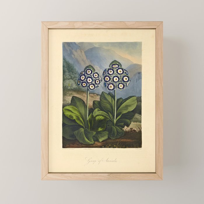 Auriculas from "The Temple of Flora," 1812 (benefitting The Nature Conservancy) Mini Art Print Gallery Image 1