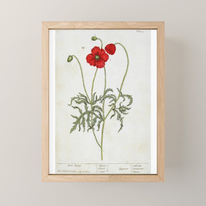Red Poppy by Elizabeth Blackwell from "A Curious Herbal," 1737 (benefits The Nature Conservancy) Mini Art Print Gallery Image 1