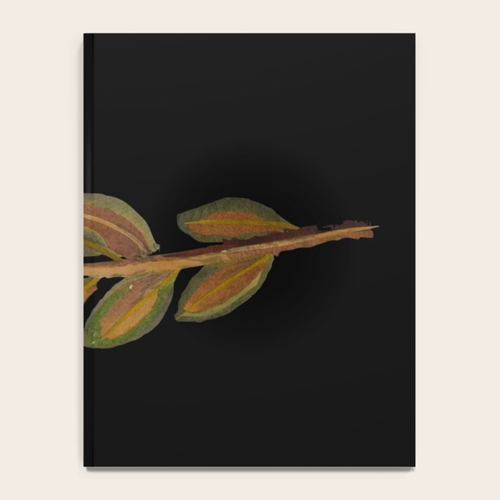 Ledum Latifolium by Mary Delany Paper Collage Floral Flower Botanical Paper Mosaic Vintage Scientific Plant Anatomy  Notebook Gallery Image 4