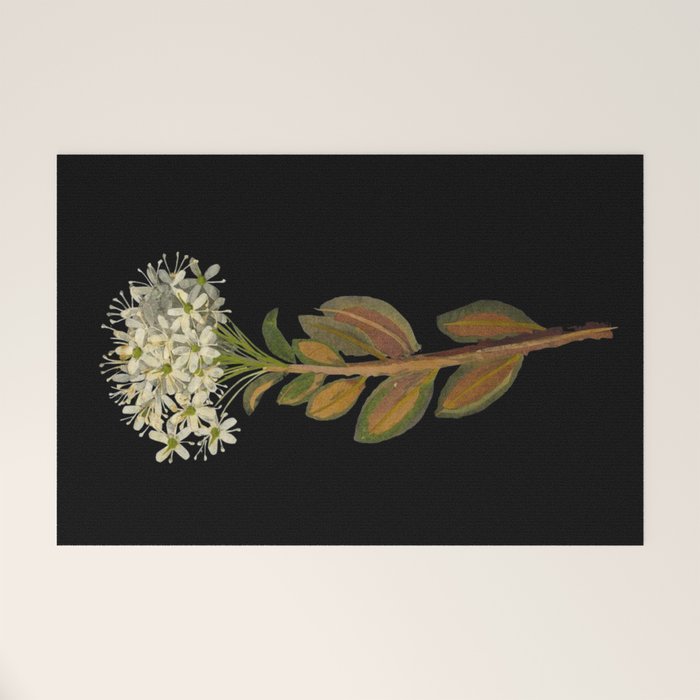 Ledum Latifolium by Mary Delany Paper Collage Floral Flower Botanical Paper Mosaic Vintage Scientific Plant Anatomy  Welcome Mat Gallery Image 1