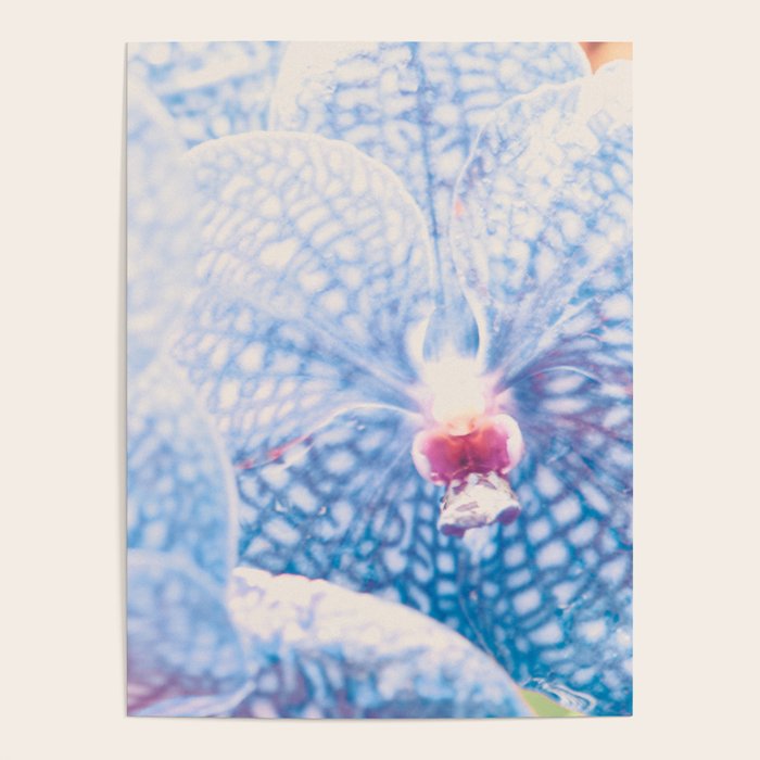 Orchid Poster Gallery Image 4