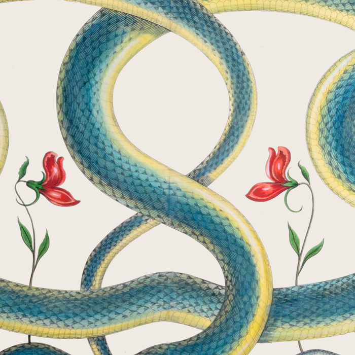 Albertus Seba Snakes Flowers Engraving Coffee Mug Gallery Image 2