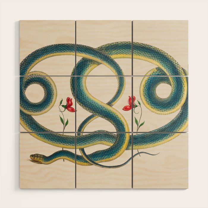 Albertus Seba Snakes Flowers Engraving Wood Wall Art Gallery Image 1