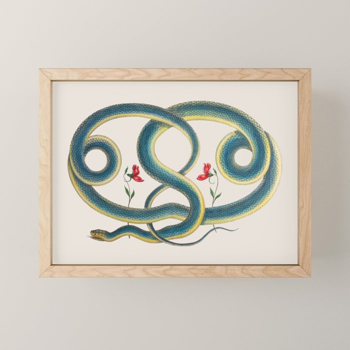 Albertus Seba Snakes Flowers Engraving Mini Art Print Gallery Image 1
