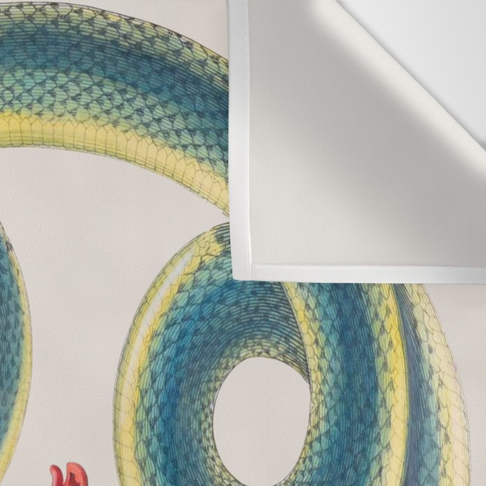 Albertus Seba Snakes Flowers Engraving Wall Tapestry Gallery Image 3