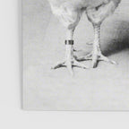 Smoking Boy with Chicken black and white photograph - photography - photographs Poster Gallery Image 3