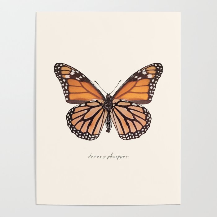 Monarch Butterfly (Danaus Plexippus) Poster Gallery Image 4