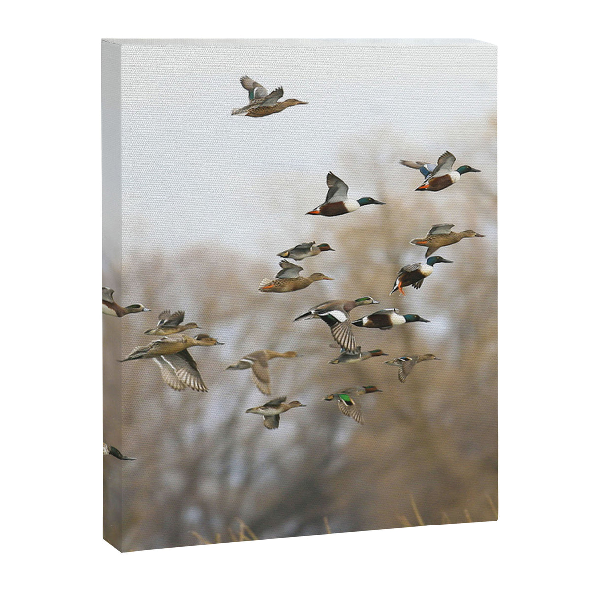 Ducks in Autumn Flight Canvas Print Gallery Image 6