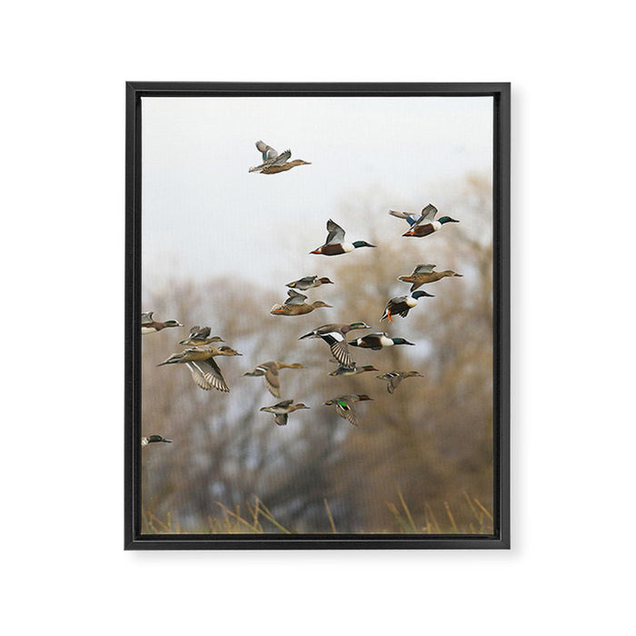 Ducks in Autumn Flight Framed Canvas Print Gallery Image 1