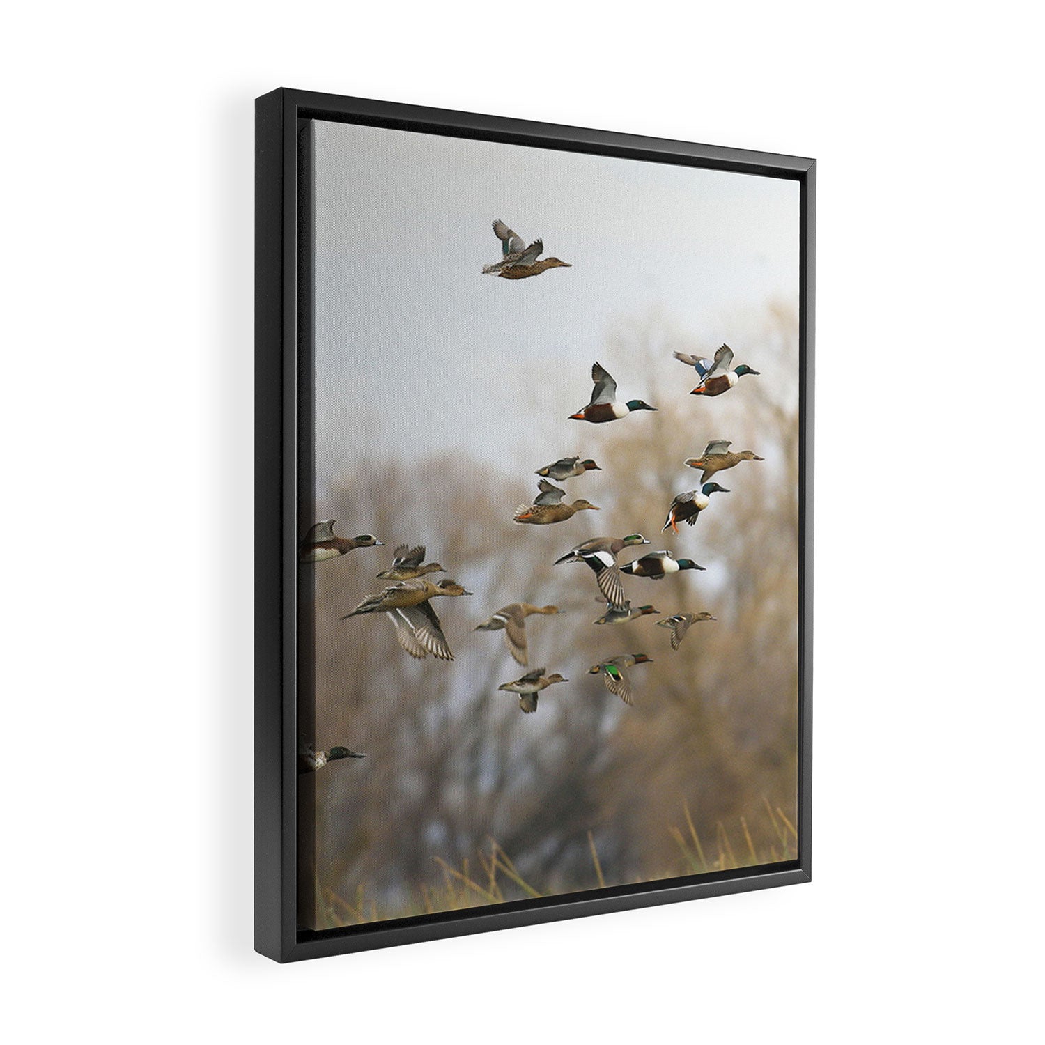 Ducks in Autumn Flight Framed Canvas Print Gallery Image 2