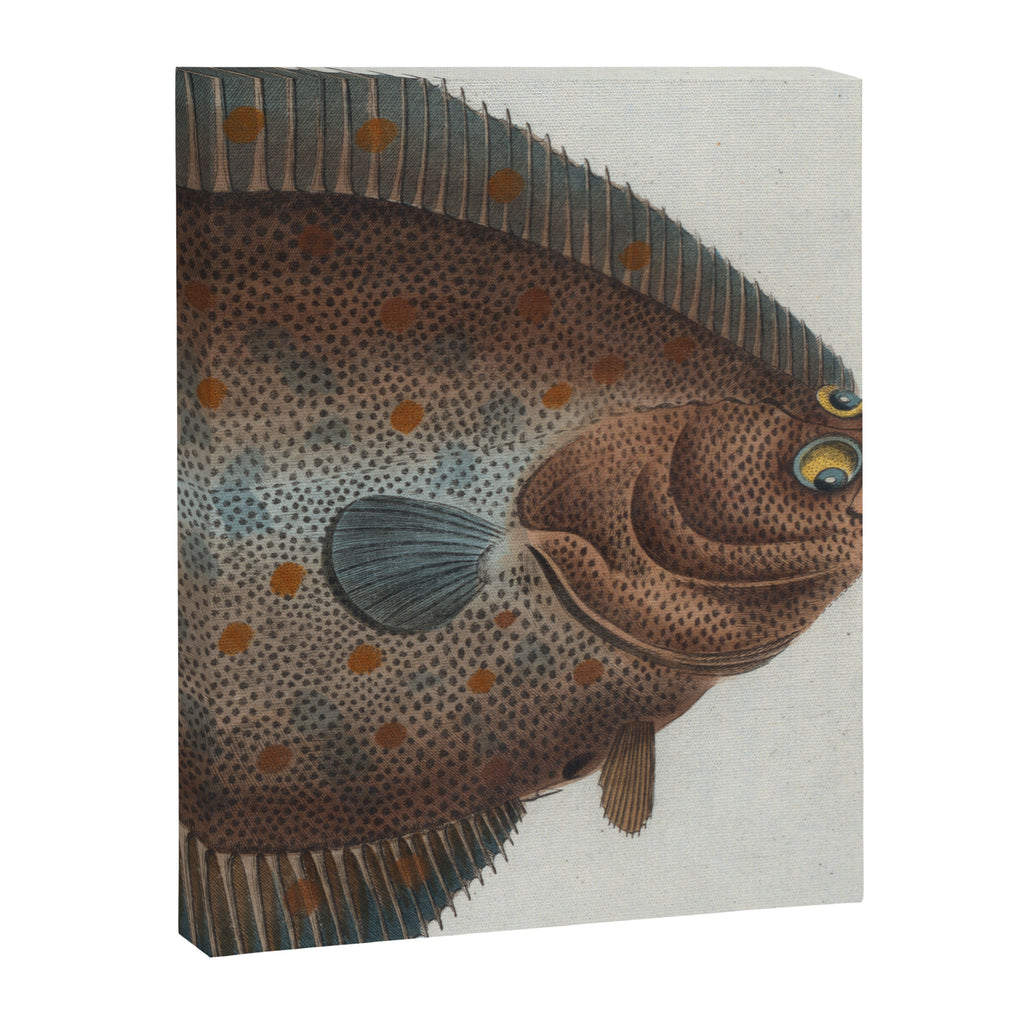 Vintage Illustration of a Flounder Fish (1785) Canvas Print Gallery Image 6
