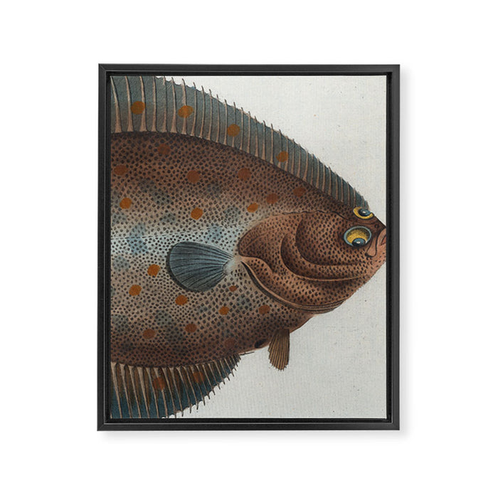 Vintage Illustration of a Flounder Fish (1785) Framed Canvas Print Gallery Image 1