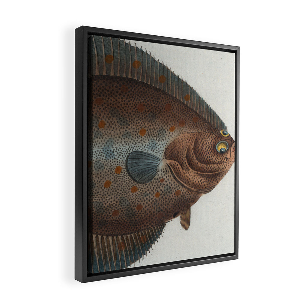 Vintage Illustration of a Flounder Fish (1785) Framed Canvas Print Gallery Image 2