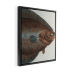 Vintage Illustration of a Flounder Fish (1785) Framed Canvas Print Gallery Image 2