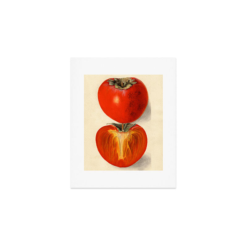 Vintage Plum Tomato Illustration Art Print Gallery Image 1