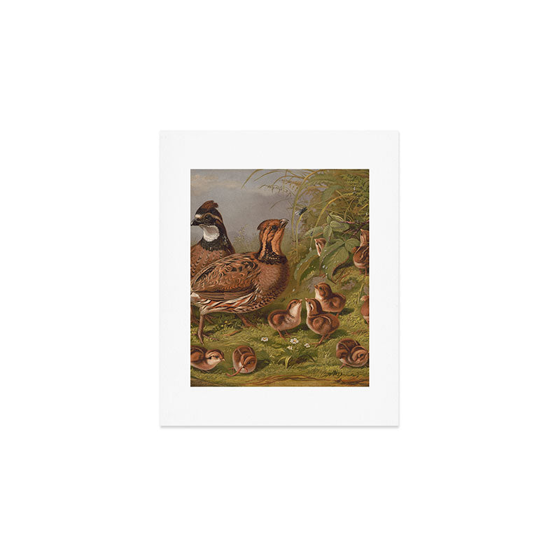 Vintage Quails & Their Chicks Illustration (1867) Art Print Gallery Image 1