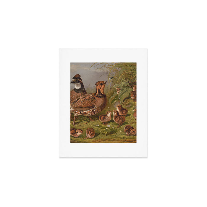 Vintage Quails & Their Chicks Illustration (1867) Art Print Gallery Image 1