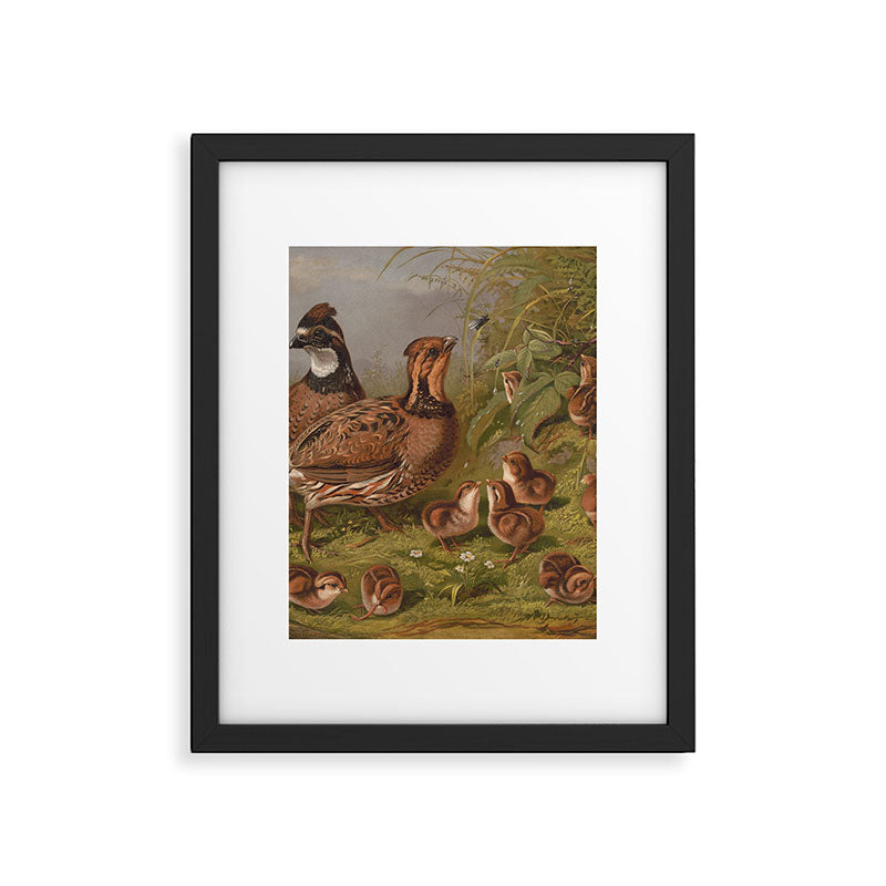Vintage Quails & Their Chicks Illustration (1867) Framed Art Print Gallery Image 5