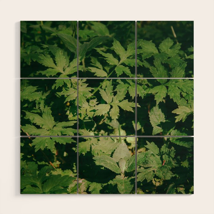 Some Greenery II Wood Wall Art Gallery Image 1
