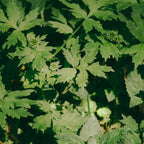 Some Greenery II Coffee Mug Gallery Image 2