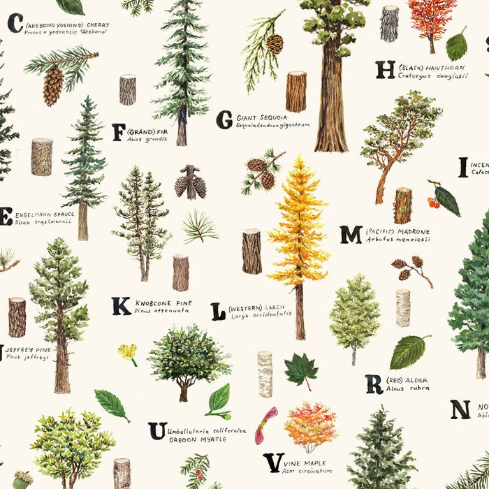 Trees of the Pacific Northwest Coffee Mug Gallery Image 2