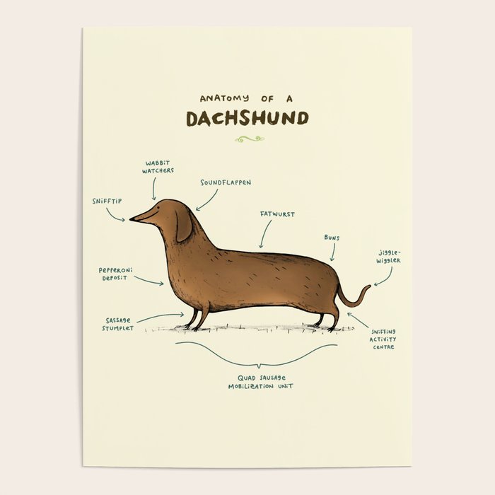Anatomy of a Dachshund Poster Gallery Image 1