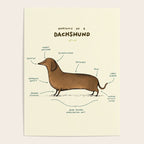 Anatomy of a Dachshund Poster Gallery Image 4