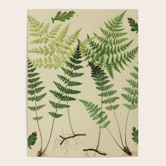Botanical Ferns Poster Gallery Image 1