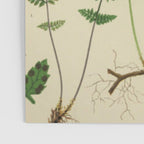 Botanical Ferns Poster Gallery Image 3