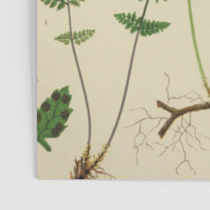 Botanical Ferns Poster Gallery Image 3