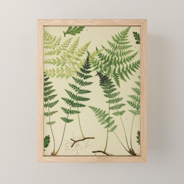 Botanical Ferns Mini Art Print Gallery Image 1