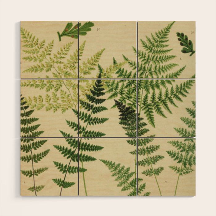 Botanical Ferns Wood Wall Art Gallery Image 1