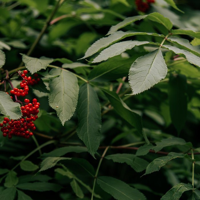 Red Elderberry Coffee Mug Gallery Image 2