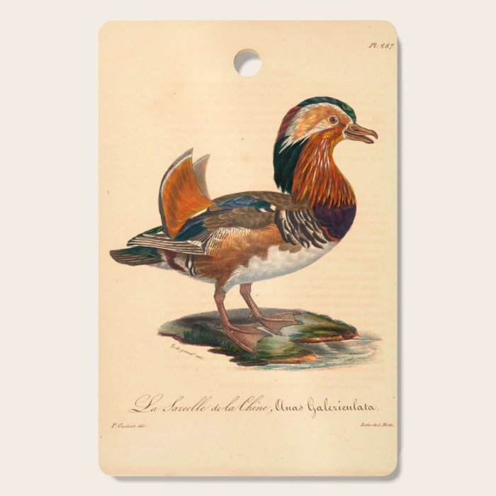 Ornithological illustration from "La Galerie de Oiseaux" ("Bird Gallery"), 1825 Cutting Board Gallery Image 1