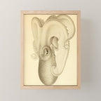 Art by Friedrich Wilhelm Winter from "Cephalopod Atlas" by Carl Chun, 1910 (benefitting Greenpeace) Mini Art Print Gallery Image 1