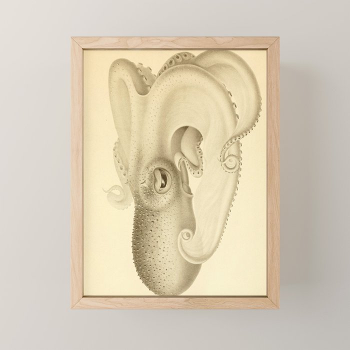 Art by Friedrich Wilhelm Winter from "Cephalopod Atlas" by Carl Chun, 1910 (benefitting Greenpeace) Mini Art Print Gallery Image 1
