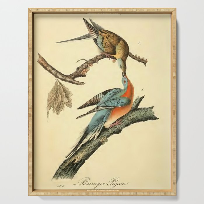 Passenger Pigeon by John James Audubon, 1842 (benefitting The Audubon Society) Serving Tray Gallery Image 1
