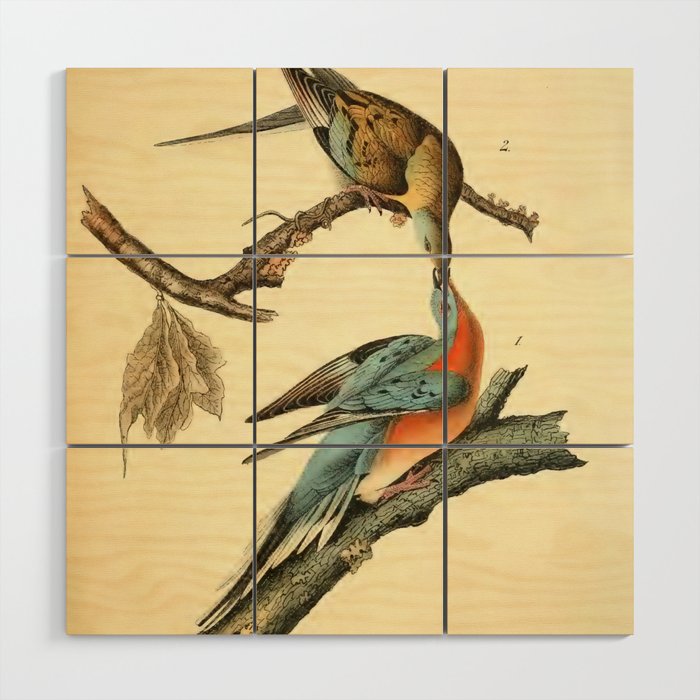 Passenger Pigeon by John James Audubon, 1842 (benefitting The Audubon Society) Wood Wall Art Gallery Image 1